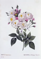 Rosa Noisettiana, veröffentlicht 1824-26